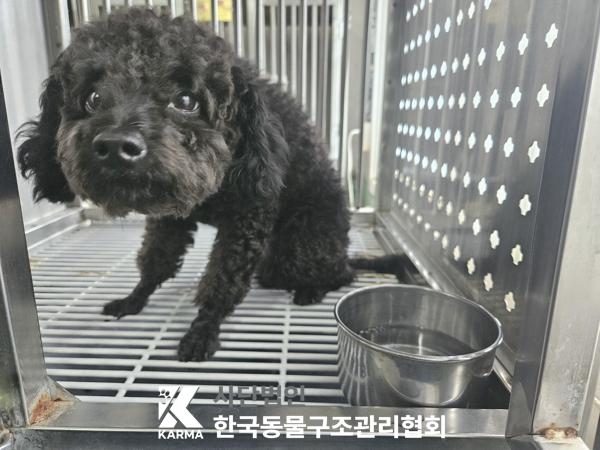 종료(기증) 푸들의…